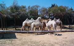 safari parks of Abruzzo